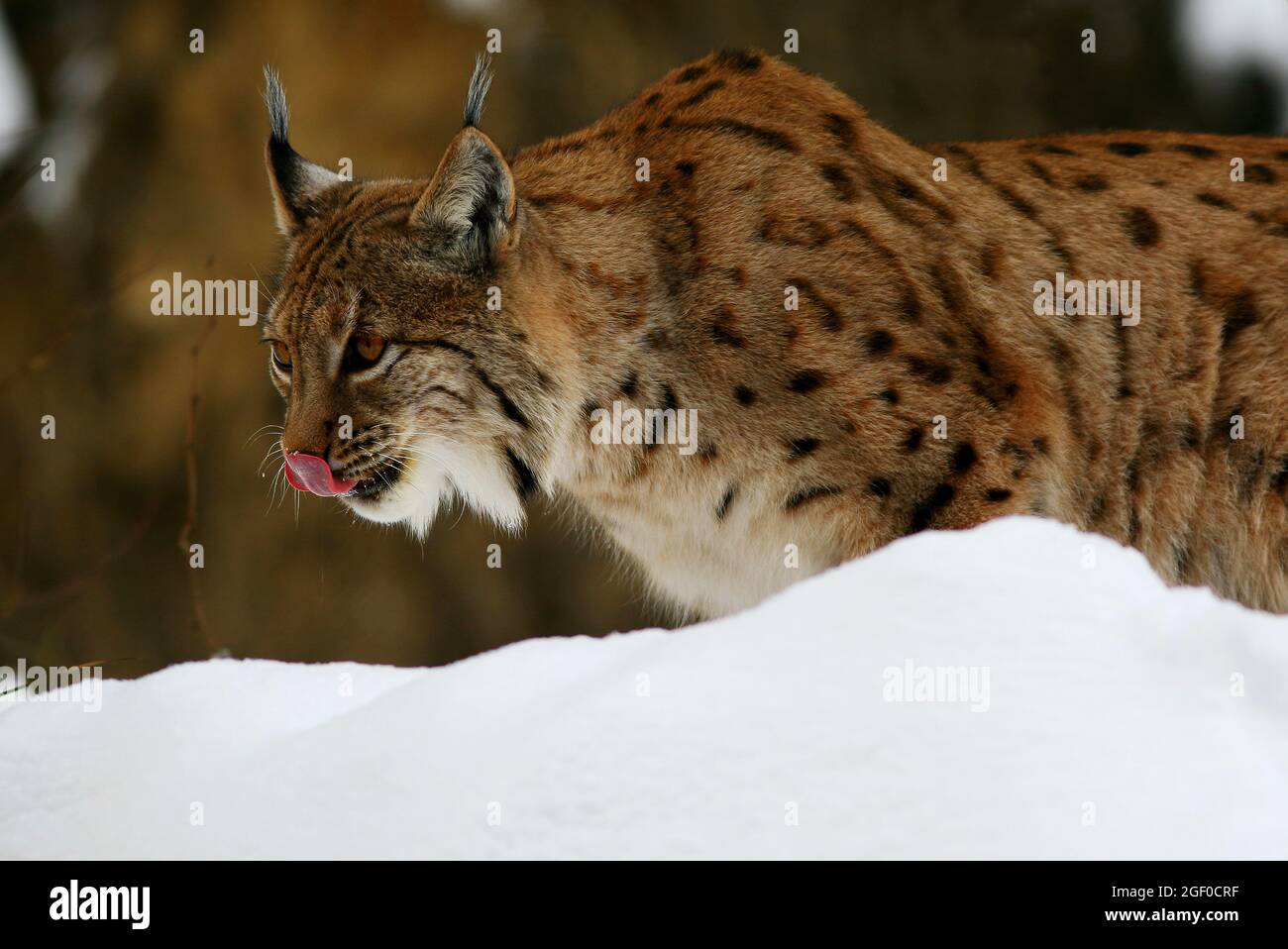 Der Luchs ist eine Raubkatze. Die meisten Luchse leben im Harz und im Bayerischen Wald. Oberpfalz, Bayern, Deutschland Stockfoto