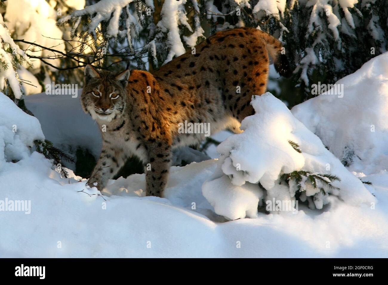 Der Luchs ist eine Raubkatze. Die meisten Luchse leben im Harz und im Bayerischen Wald. Oberpfalz, Bayern, Deutschland Stockfoto