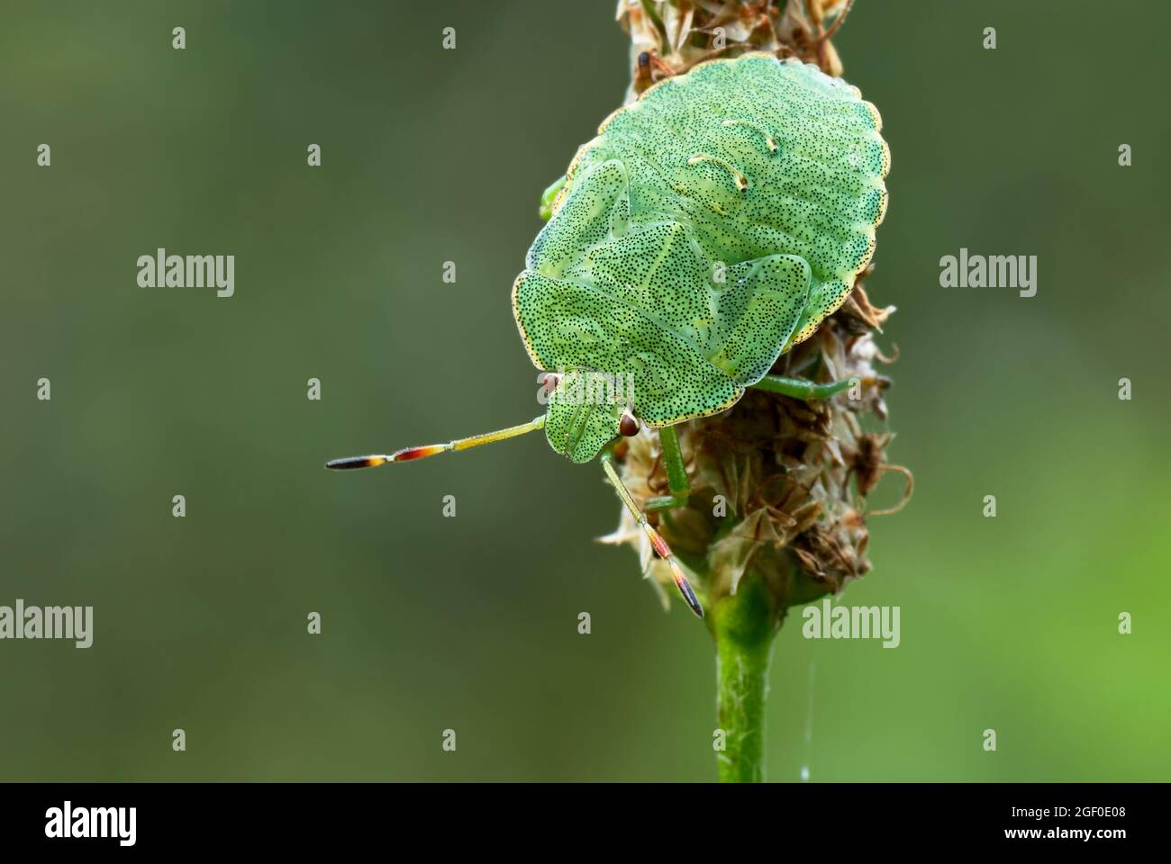 Grüner Schildwanzen, der auf einer Wiesenpflanze sitzt. Blick von oben, Nahaufnahme. Palomena prasina. Aufgenommen mit einem 105 mm f2,8 Makroobjektiv. Dubnica, Slowakei. Stockfoto