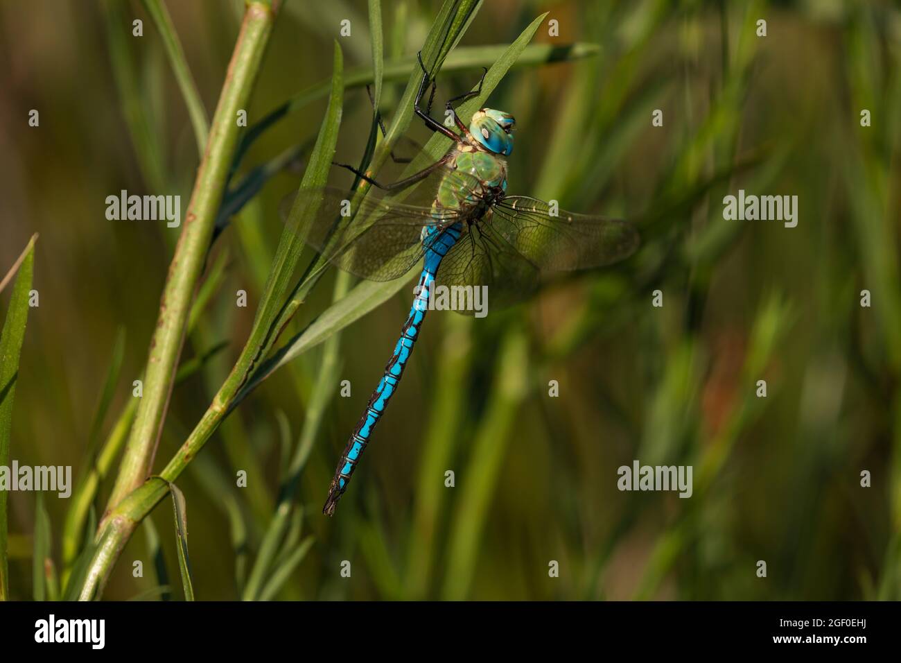 Eine Libelle ruht auf einem grünen Zweig im Naturpark Prat de Cabanes, Torreblanca, Castellon, Spanien Stockfoto