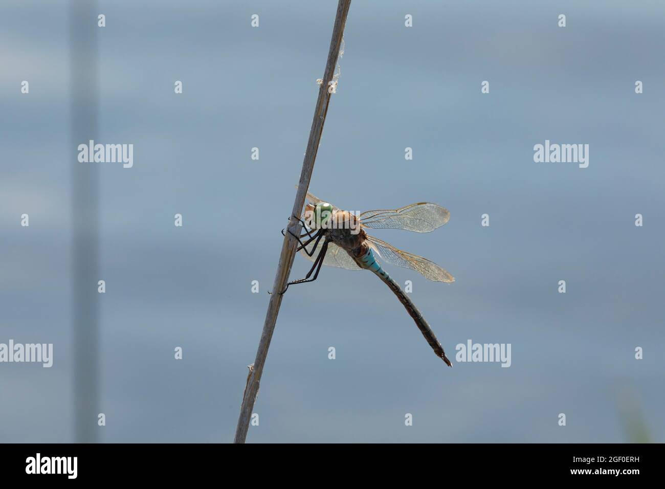 Eine Libelle ruht auf einem Schilfzweig im Naturpark Prat de Cabanes, Torreblanca, Castellon, Spanien Stockfoto