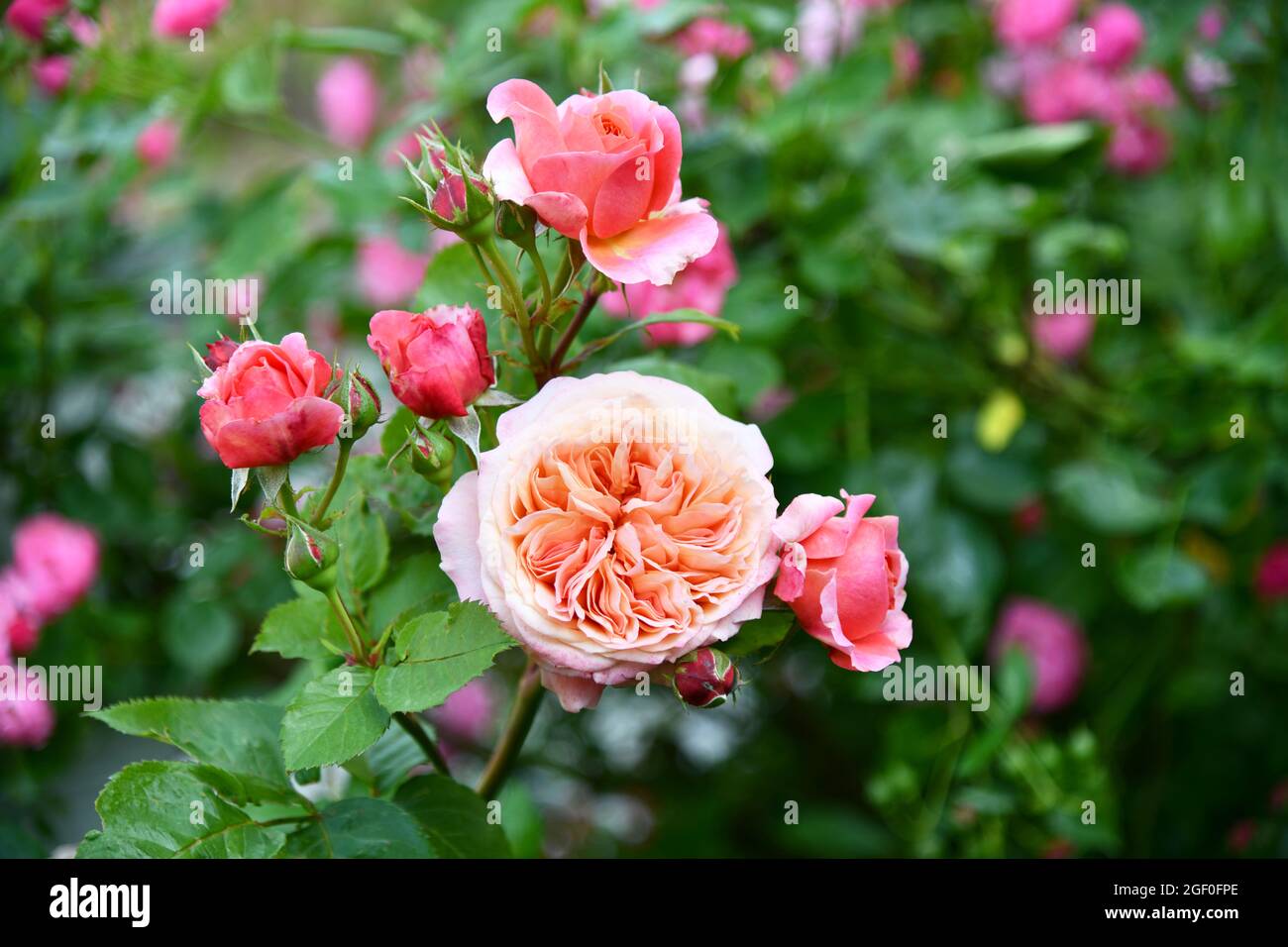 Duftende Rosen im Sommergarten Stockfoto