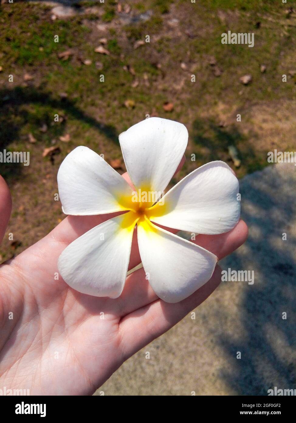 Jasminblüte in der Hand eines Mädchens auf der Straße Stockfoto
