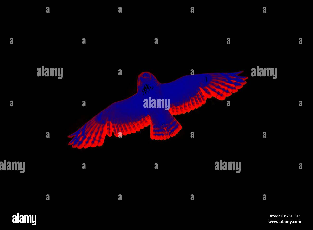 Nächtliche Raubvögel. Kurzohreule (Sumpfeule, ASIO flammeus) in wissenschaftlicher High-Tech-Wärmebildkamera auf schwarzem Hintergrund isoliert Stockfoto