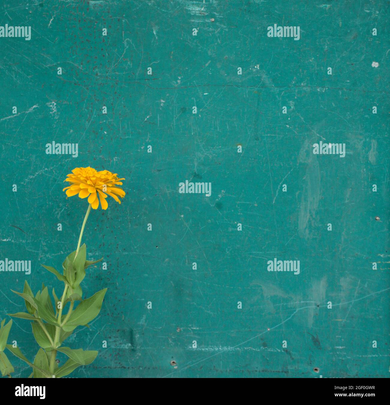 Schöne gelbe Gold Zinnia Blume gegen zerkratzte Grunge vintage alt teal grün Holztür, Wand Hintergrund. Vertikaler, quadratischer, organischer Stil. Stockfoto