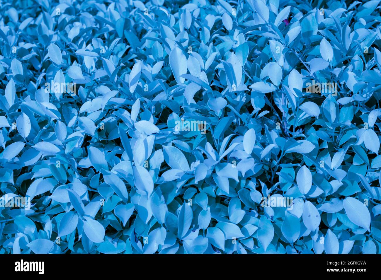 Blau getönte Pflanzen Hintergrund, Ort für Text Stockfoto