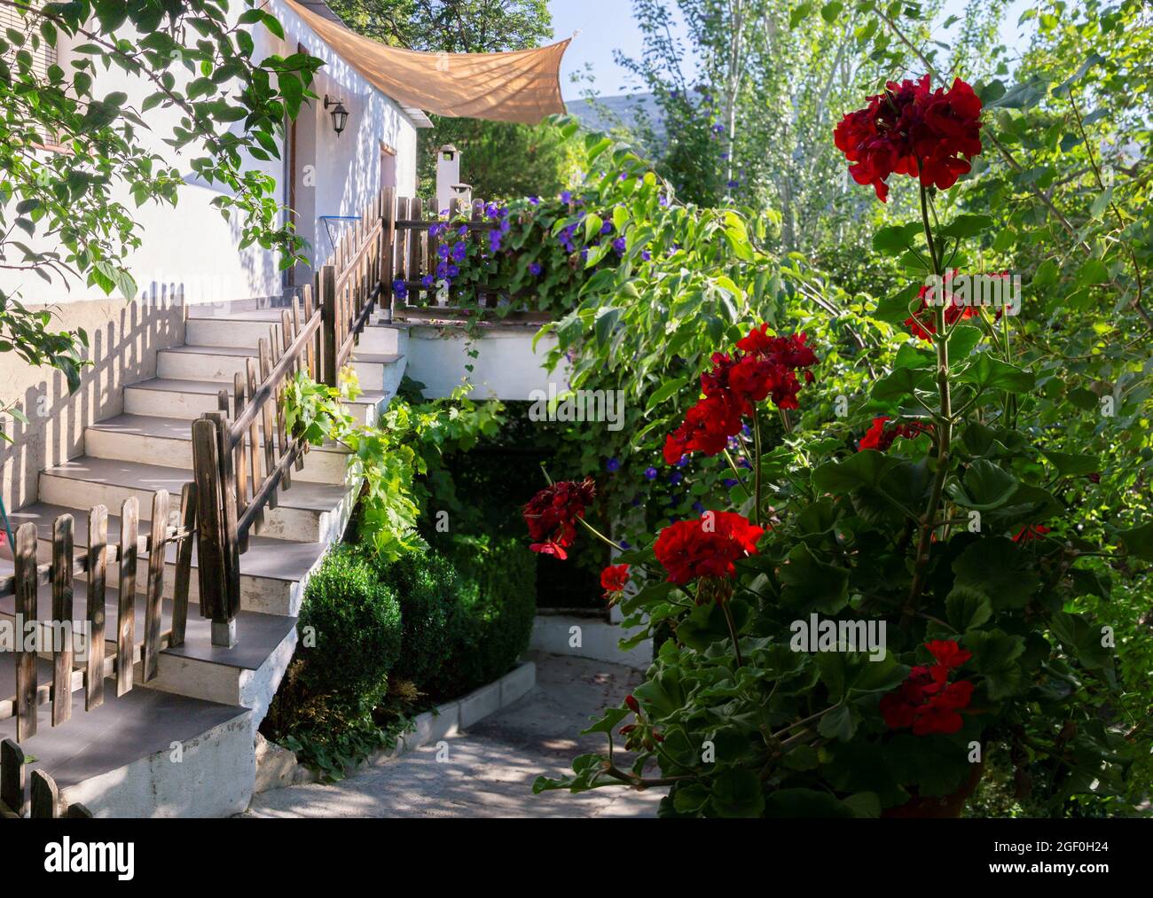 Topf mit roten Blumen Geranium neben Holzzaun in einem Hinterhof Stockfoto