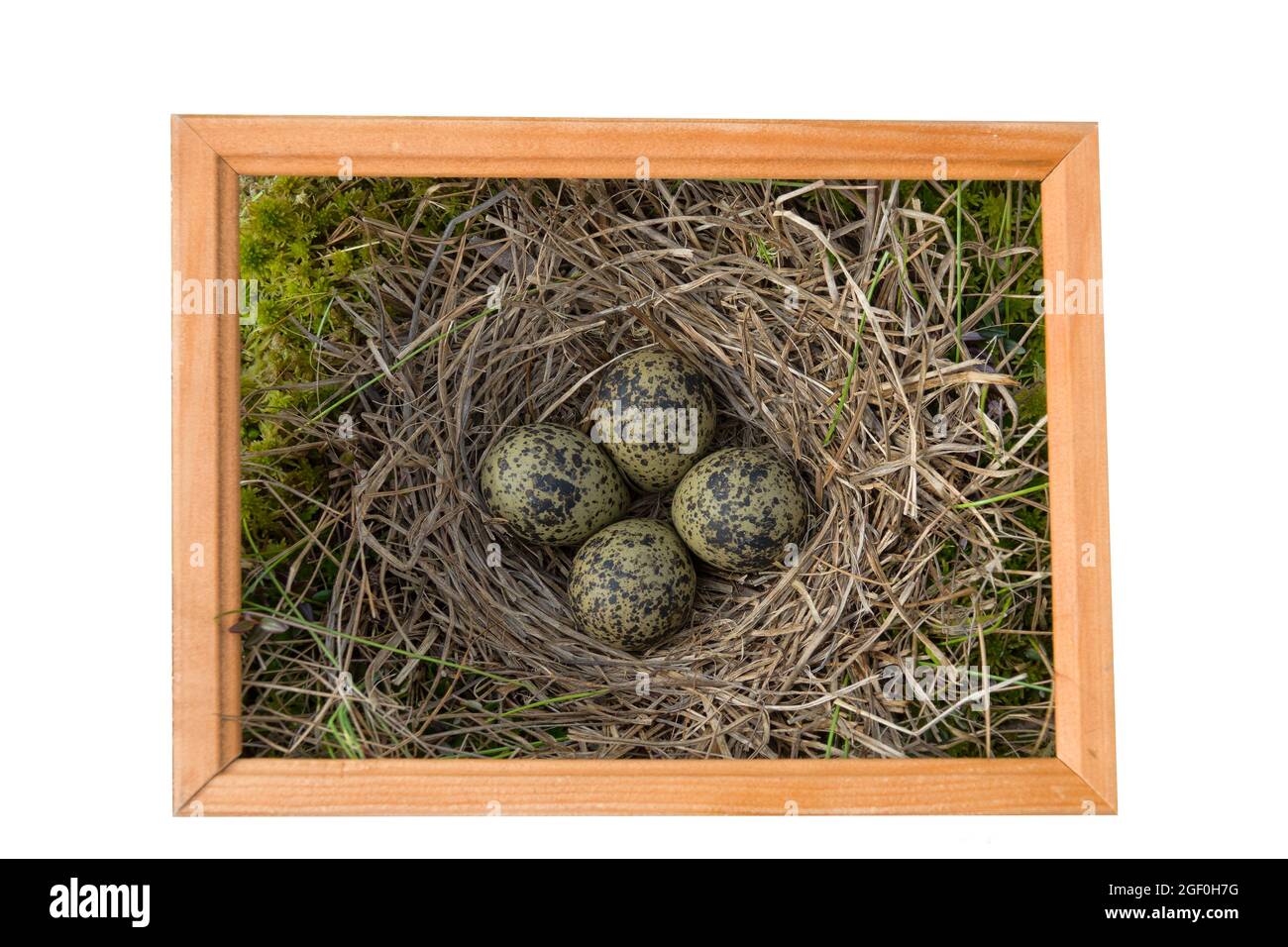 Limnodium: Sedges, Andromeda, Eriophorum, Haarkappenmoos, etc. Nest von Schwarzschwanzgottich (Limosa limosa) auf Hochmoor (Mesotrophe Moor). Seltener Vogel, Klo Stockfoto