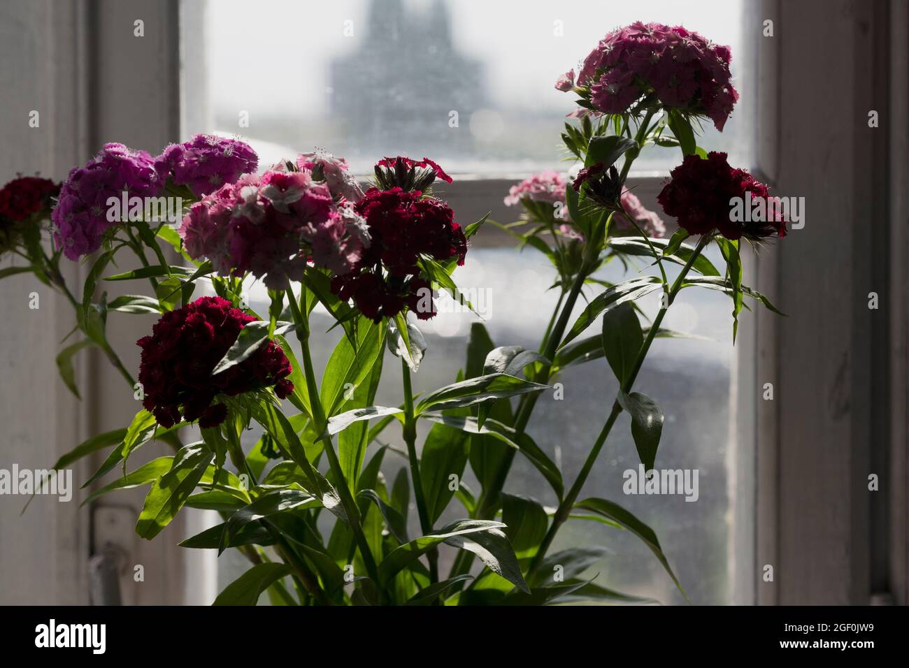 Entkokettiges süßes williams-Blumenstrauß in verschwommenem Fensterhintergrund. Nahaufnahme Stockfoto