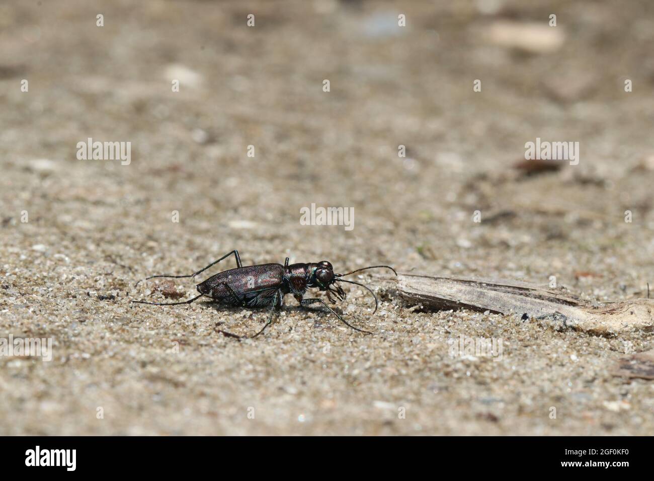 Ein punkturierter Tigerkäfer (Cicindelidia punctulata) steht auf dem Sand und sucht nach Beute. Stockfoto