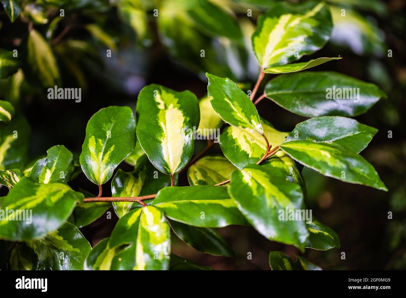 Elaeagnus Ebbingei im Rampenlicht, der in einem Landgarten wächst. Stockfoto