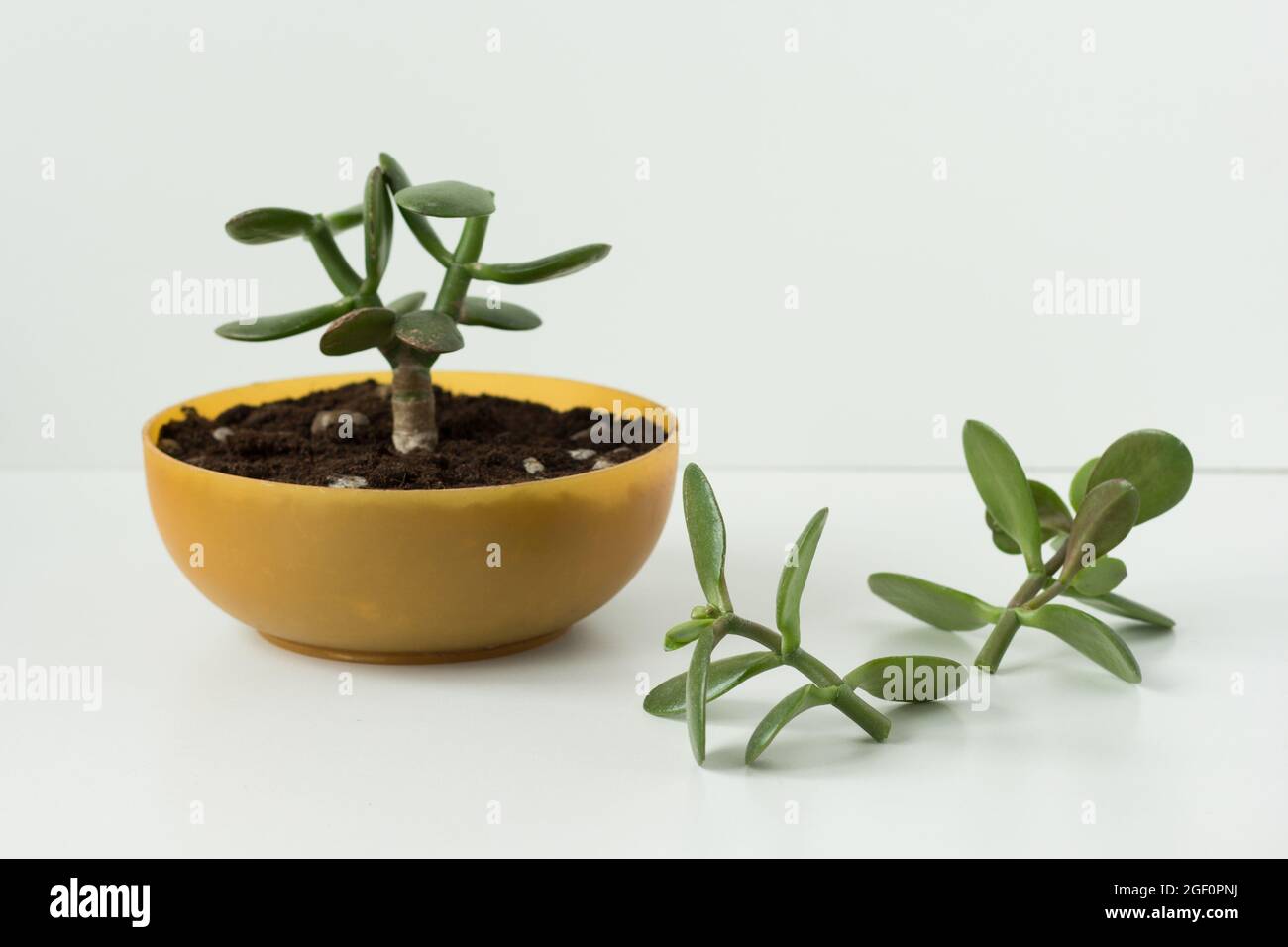 Selbstgemachte Crassula ovata fr zuknftige Bonsai und Stecklinge im  runden niedrigen Topf und auf weiem Hintergrund Stockfotografie - Alamy