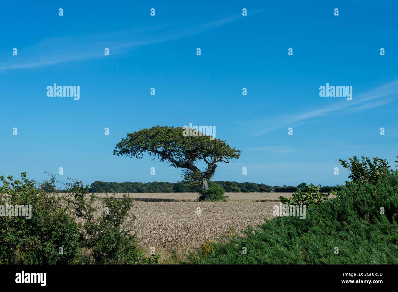 Wind geblasenen Baum in der Mitte eines Feldes in West Sussex UK. Stockfoto