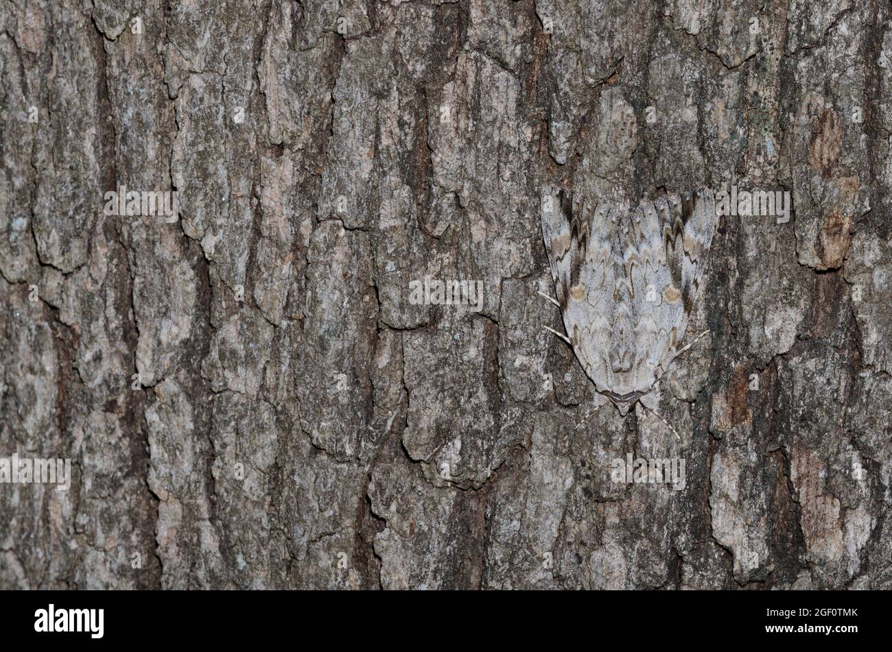 Traurig Underwing, Catocala maestosa, auf Baumrinde getarnt Stockfoto