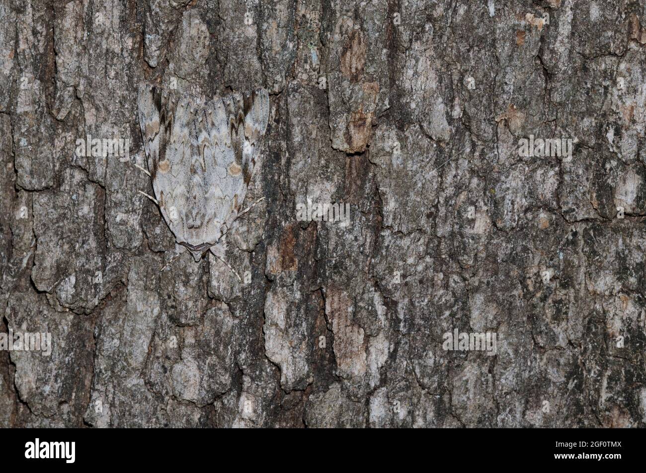 Traurig Underwing, Catocala maestosa, auf Baumrinde getarnt Stockfoto