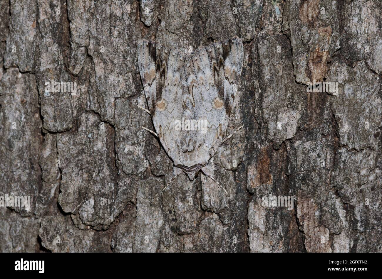Traurig Underwing, Catocala maestosa, auf Baumrinde getarnt Stockfoto