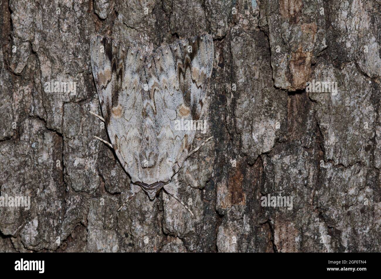 Traurig Underwing, Catocala maestosa, auf Baumrinde getarnt Stockfoto