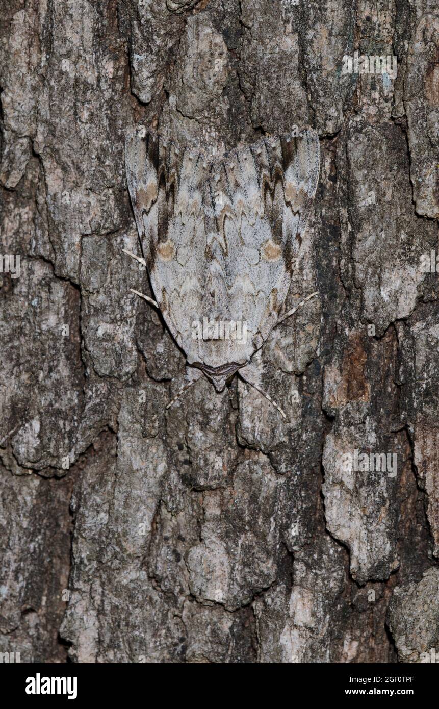 Traurig Underwing, Catocala maestosa, auf Baumrinde getarnt Stockfoto