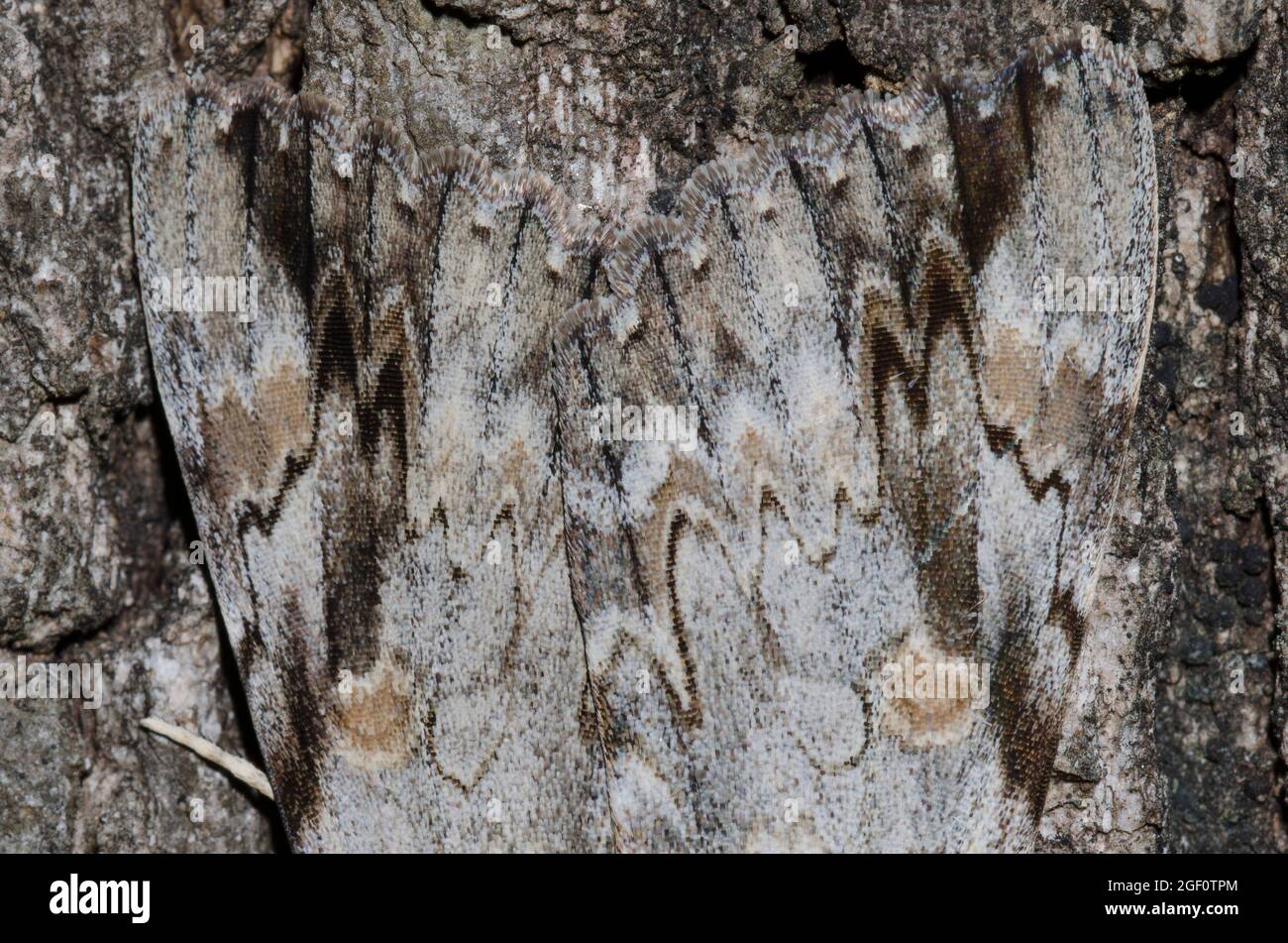 Traurig Underwing, Catocala maestosa, auf Baumrinde getarnt Stockfoto