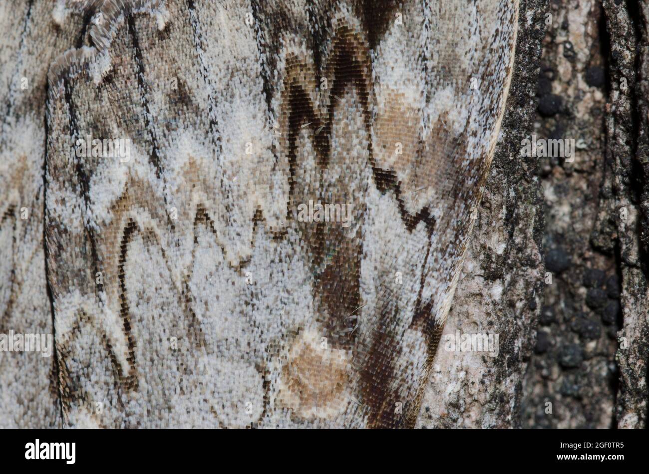 Traurige Unterflügel, Catocala Maestosa, Flügel Detail Stockfoto
