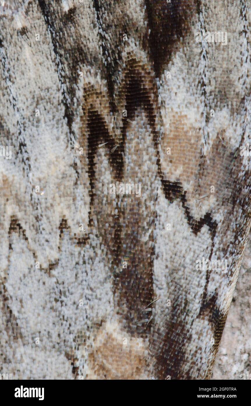 Traurige Unterflügel, Catocala Maestosa, Flügel Detail Stockfoto