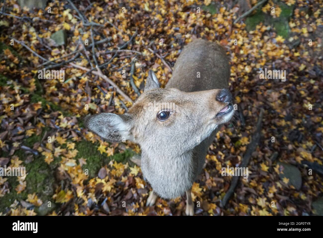 Deer Park in Nara Herbst Japan Stock Photo Stock Images Stock-Bilder Stockfoto
