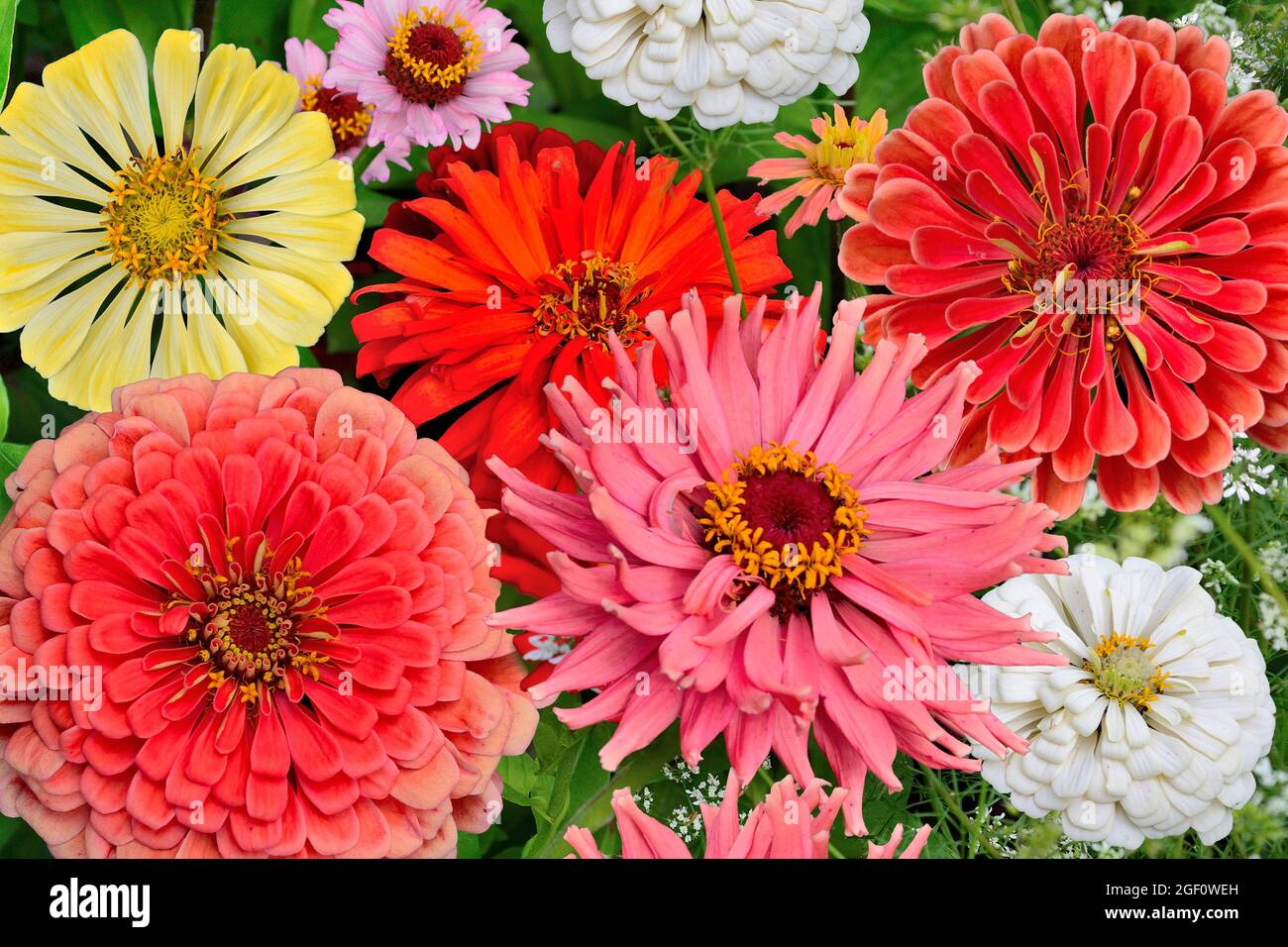Blumenstrauß mit bunten Zinnien-Blüten aus nächster Nähe. Sommer floralen Hintergrund mit zarten flauschigen roten, rosa, gelben und weißen Zinnien. Festliche Grußkarte Stockfoto