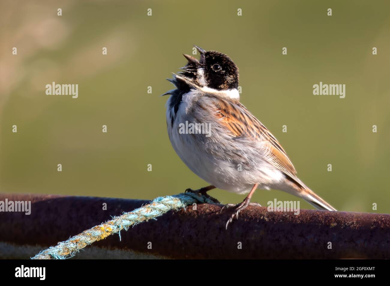 Rohrammer in voller Song Stockfoto