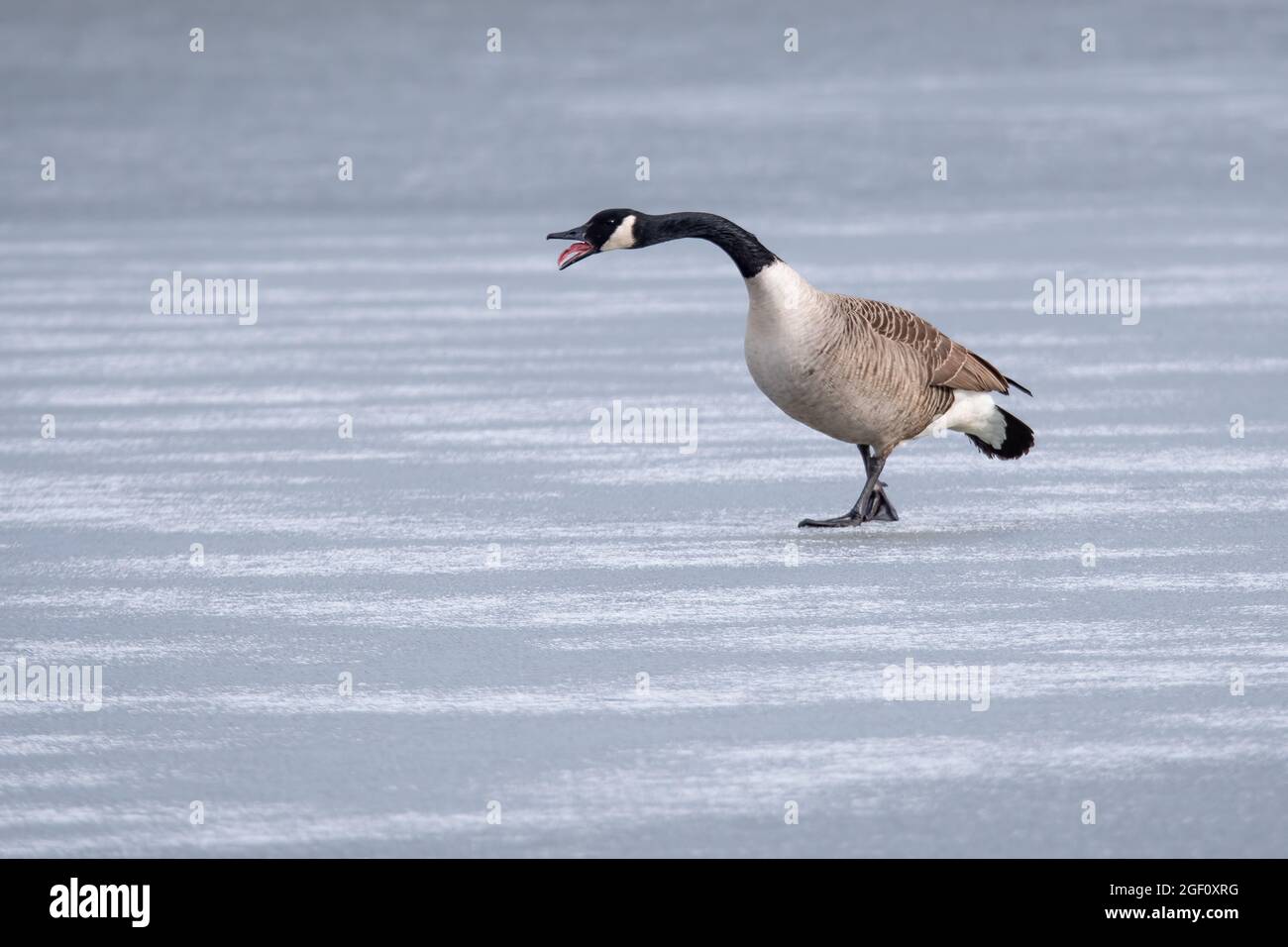 Kanadas Gans, die auf einem gefrorenen See stehen, rufen andere Gänse über den See an. Stockfoto