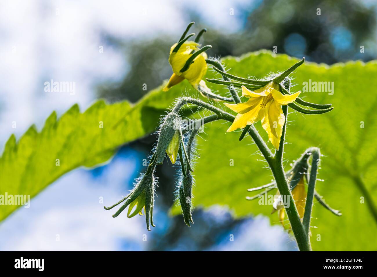 Schöne Blume auf Tomatenzweig mit grünen Blättern. Solanum lycopersicum. Nahaufnahme von gelben Blüten und Knospen am haarigen Stamm. Blauer Himmel Hintergrund. Bokeh. Stockfoto