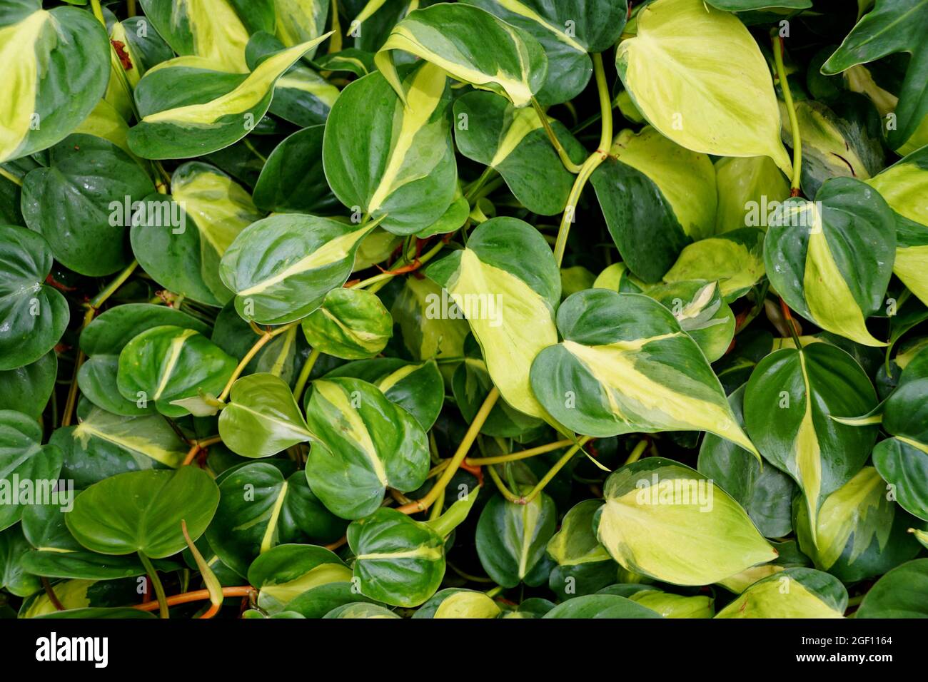 Schne gelbe und grne Bltter von Philodendron Brasil Stockfotografie -  Alamy