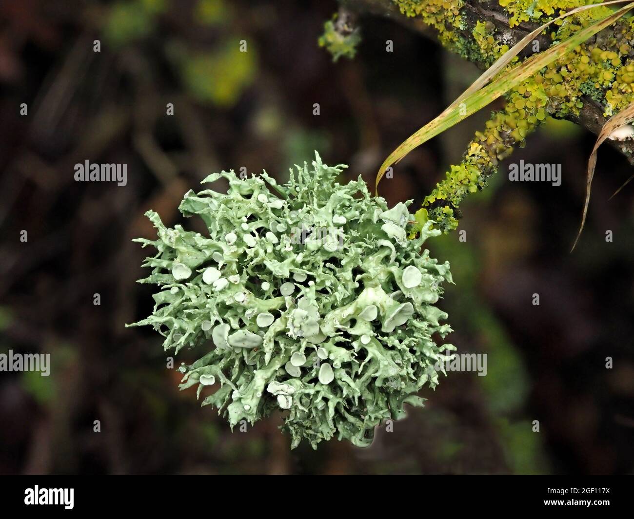Silbergraue epiphytische fruticose Flechten Ramalina fastigiata, die wie eine Weihnachtskugel auf Zweig mit gelber Blattschleie in Cumbria, England, wächst Stockfoto