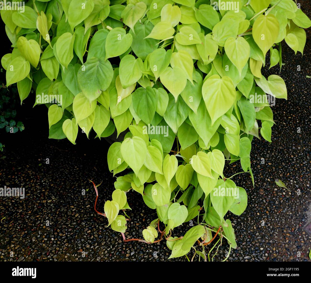 Leuchtend hellgrne Bltter des Philodendron-Herzblatts Aureum  Stockfotografie - Alamy