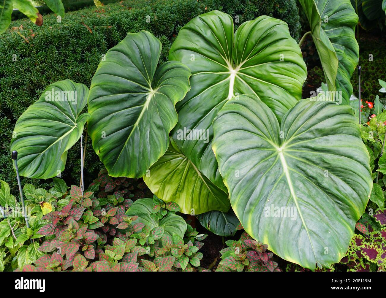 Schne groe Bltter von Philodendron Dean McDowell Stockfotografie - Alamy