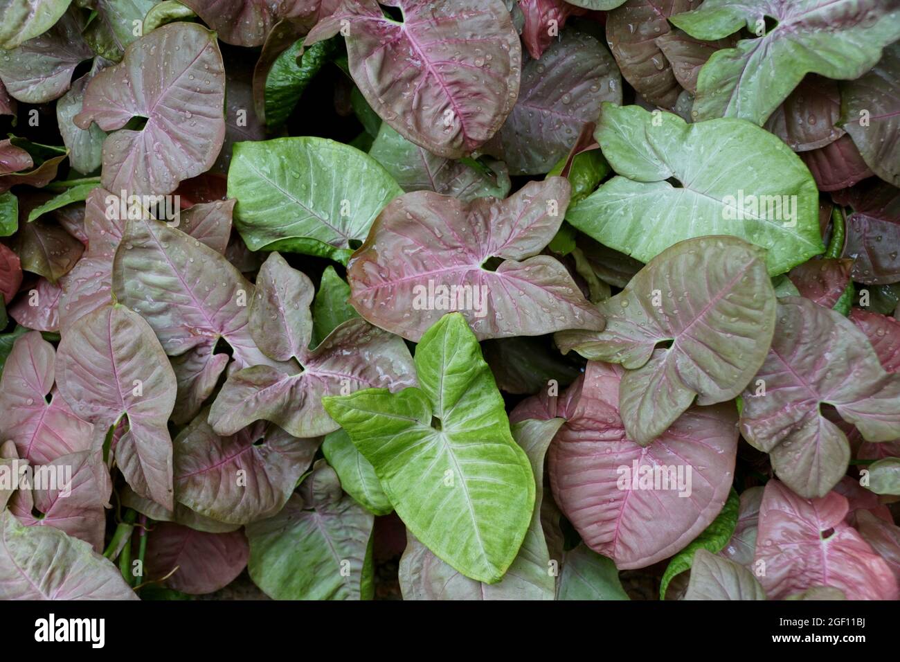 Grüne und hellviolette Farbe von Syngonium Neon Robusta, auch bekannt als Arrowhead Vine Pflanze Stockfoto