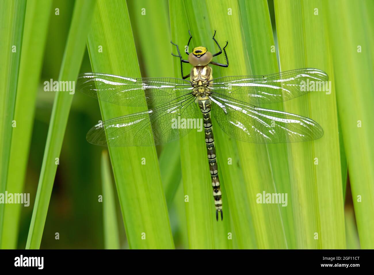 Die Fliege tauchte neu aus einem Teich auf, nachdem sie eine Metamorphose aus dem Larvenstadium vorgenommen hatte Stockfoto