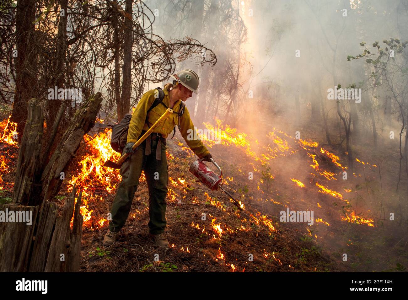 Ein Wyoming Hotshot Feuerwehrmann setzt ein Rückfeuer, um das Hauptfeuer entlang der feuerlinie am West Lolo Complex zu verbrennen und das Feuer im Lolo National Forest zu verbrennen, der am 8. August 2021 in der Nähe von Missoula, Montana, brennt. Stockfoto