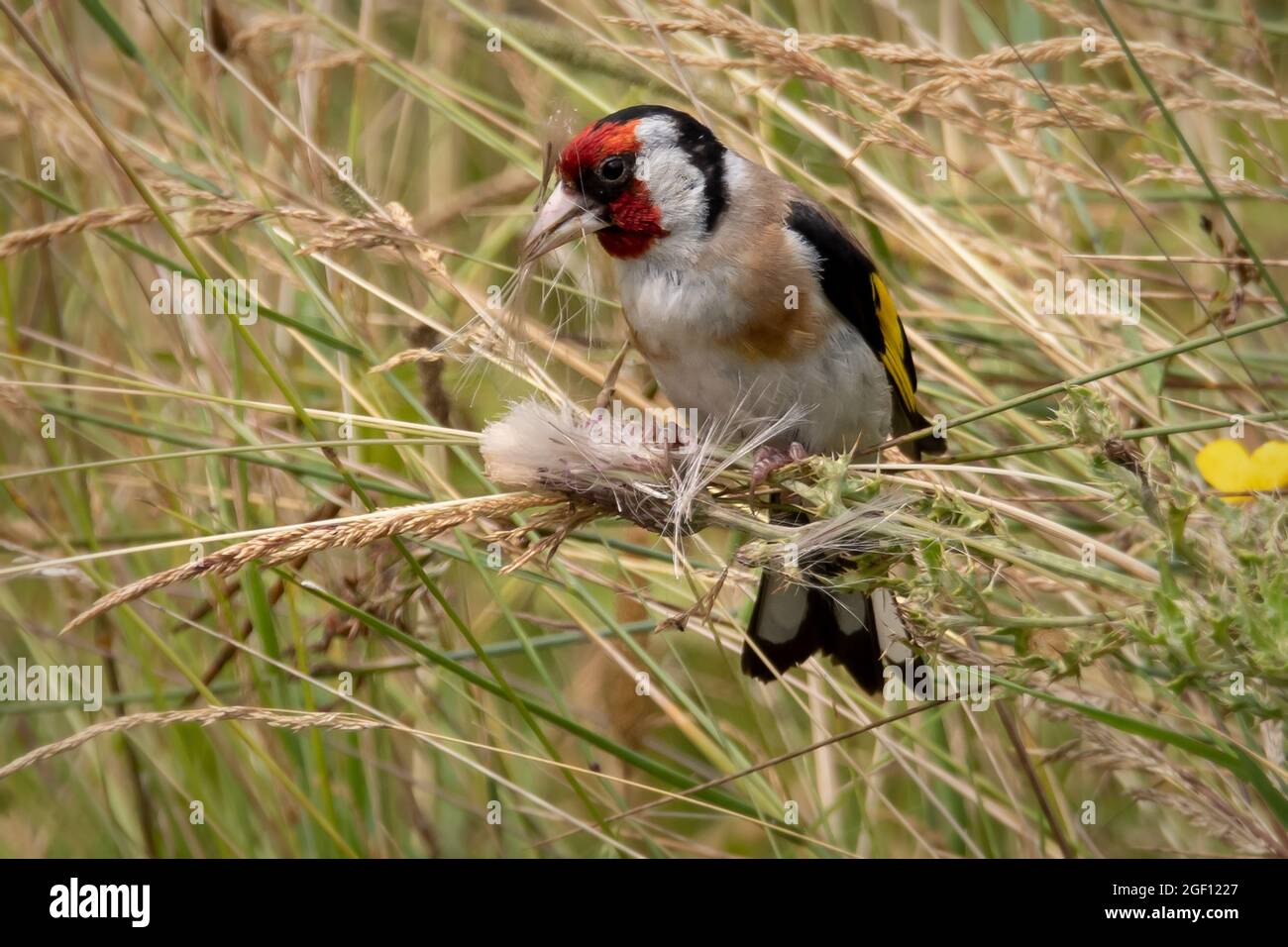 Goldfinch thronte im langen Gras und fressende Samen Stockfoto