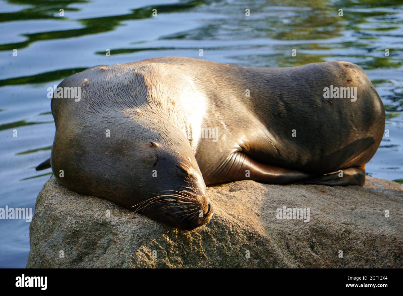 Seal Schlafen Auf Dem Felsen Stock Foto Stock Bilder Stock Bilder Stockfoto