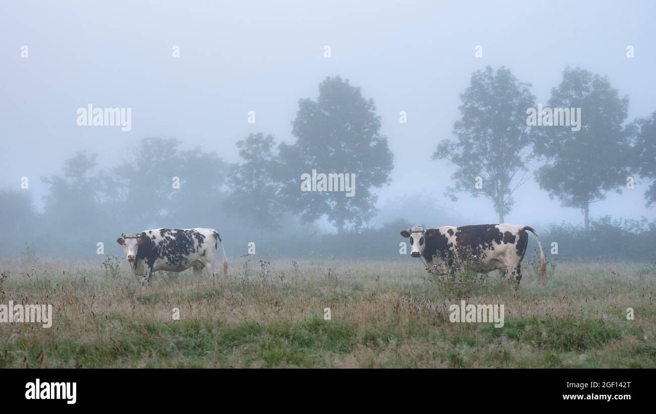 Neblige Wiese mit Kühen im französischen Naturpark boucles de la seine zwischen rouen und le havre im Sommer Stockfoto