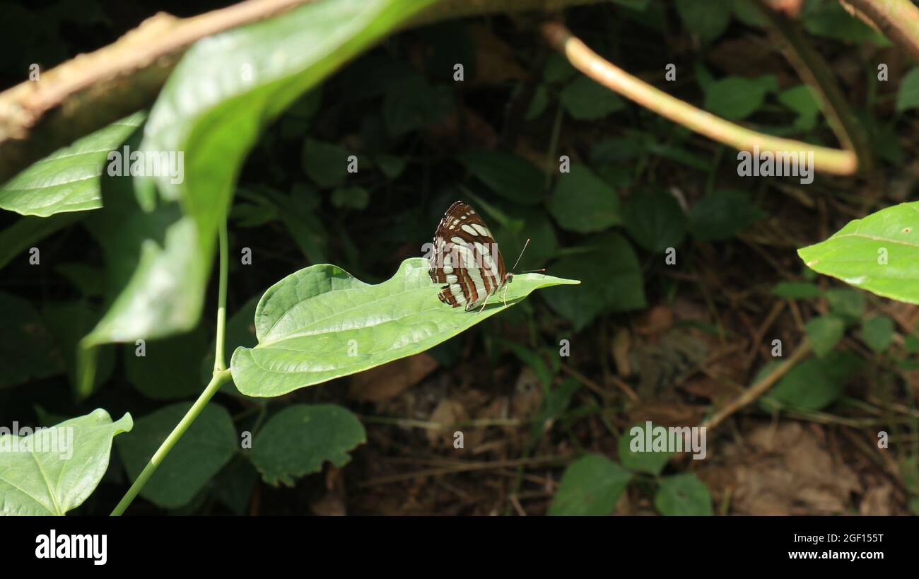Blick durch die wilden Blätter ein gewöhnlicher Seemann Schmetterling ruht mit gefalteten Flügeln auf einem grünen Blatt in direktem Sonnenlicht Stockfoto