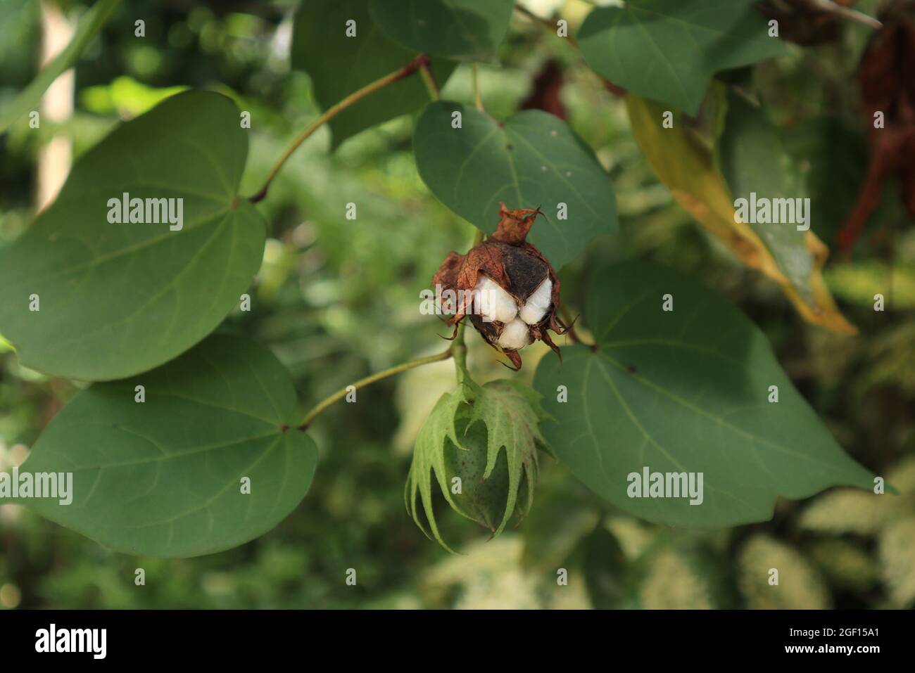 Nahaufnahme einer trockenen Samenkapsel und einer grünen Samenkapsel einer Baumbaumwollpflanze (Gossypium arboreum) Stockfoto