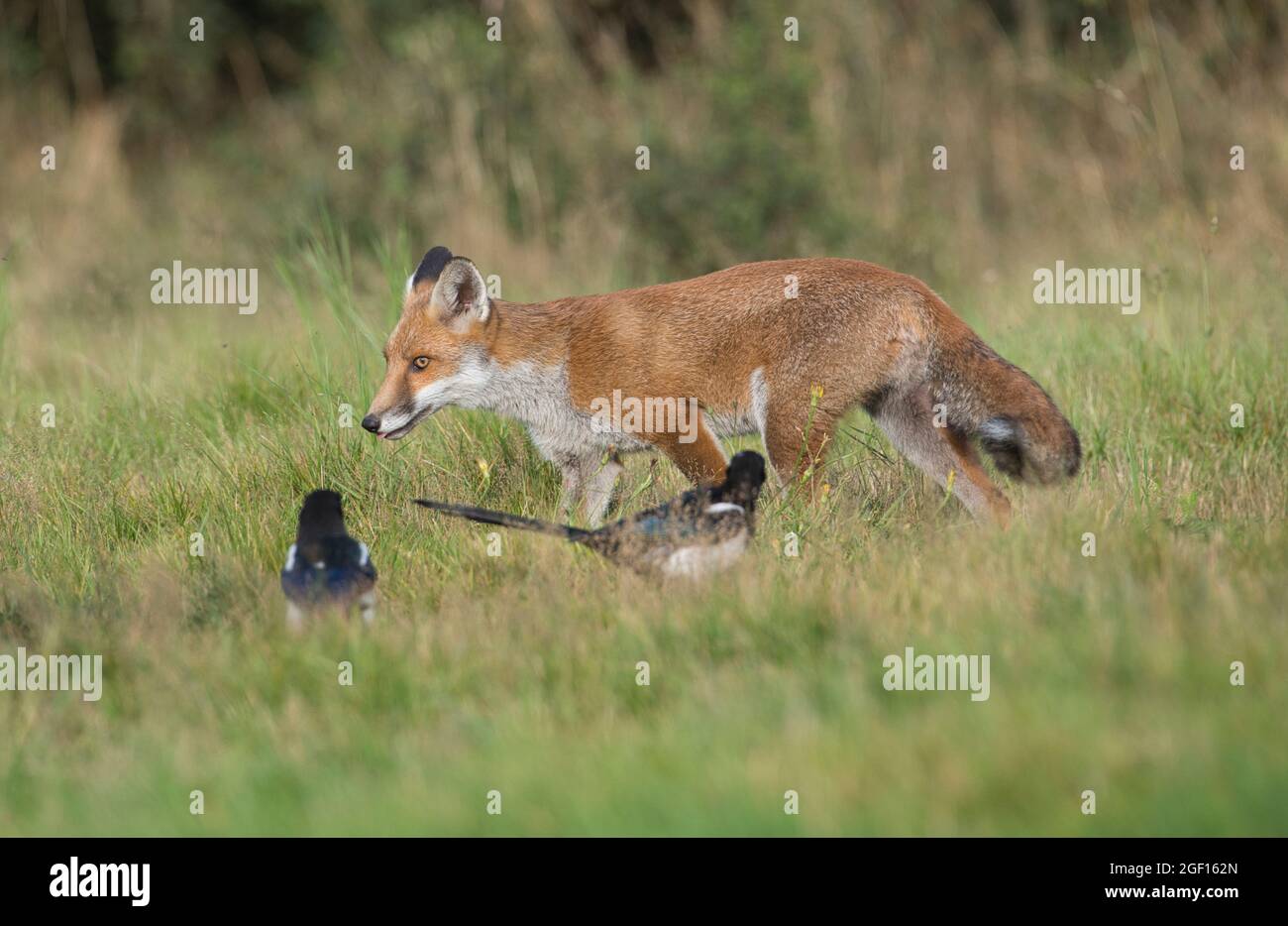 Rotfuchs (Vulpes vulpes), der sich in ländlicher Umgebung durch eine Wiese bewegt und von zwei Elstern beobachtet wird Stockfoto