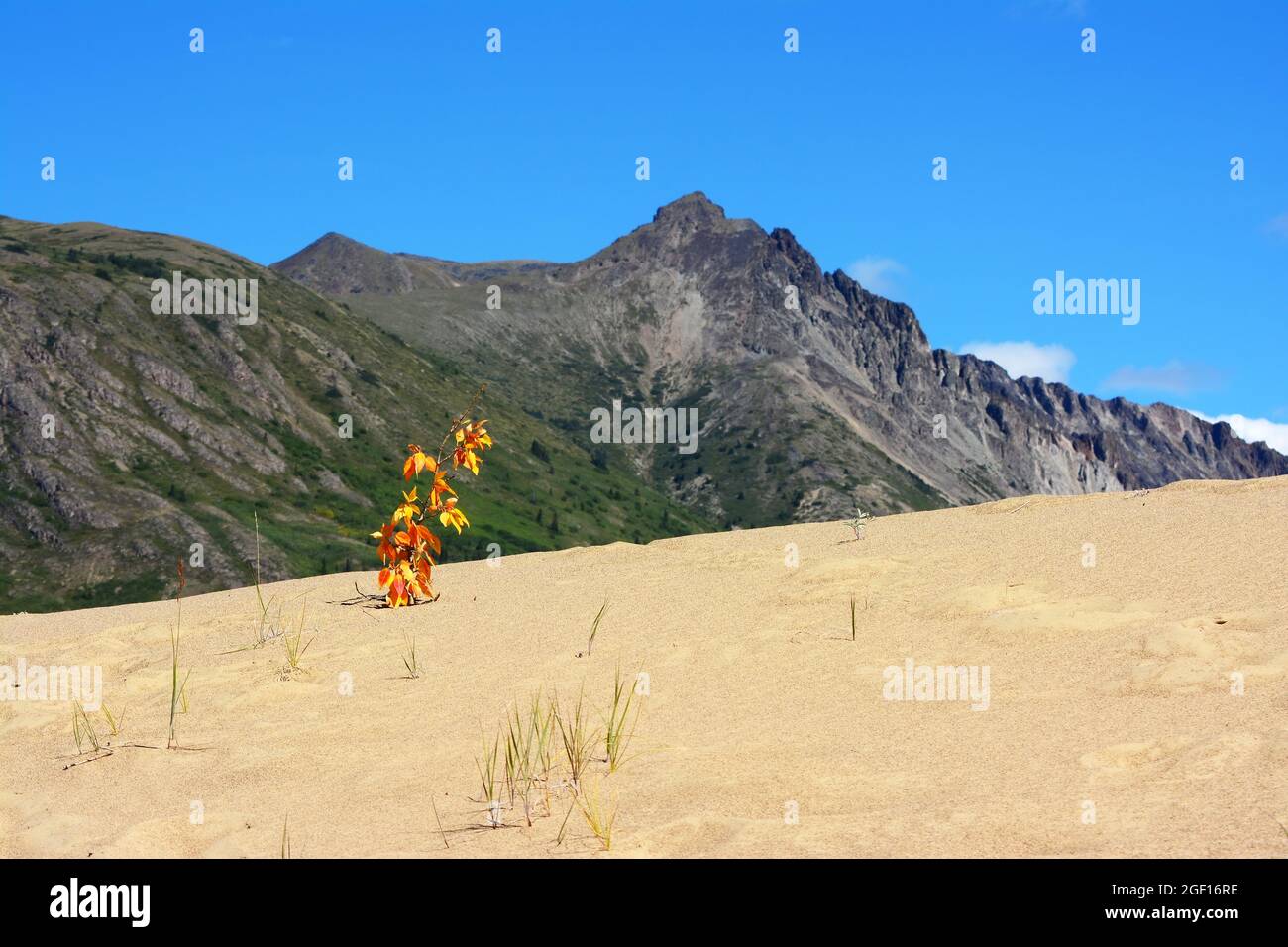 Herbstfarben auf Sanddüne, Yukon Territory Stockfoto