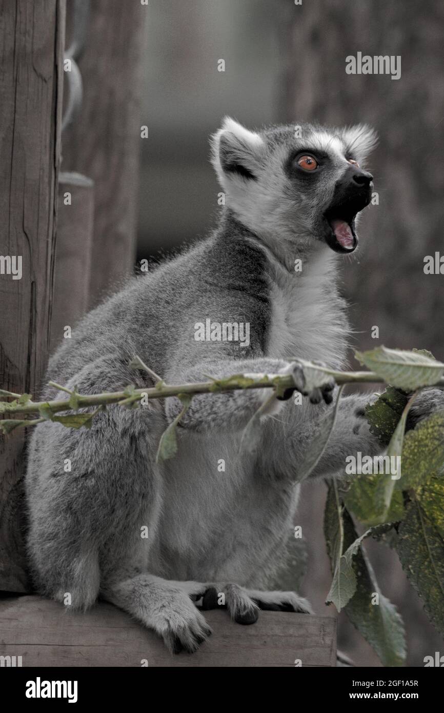 Lemur mit schockierter Expression Stockfoto