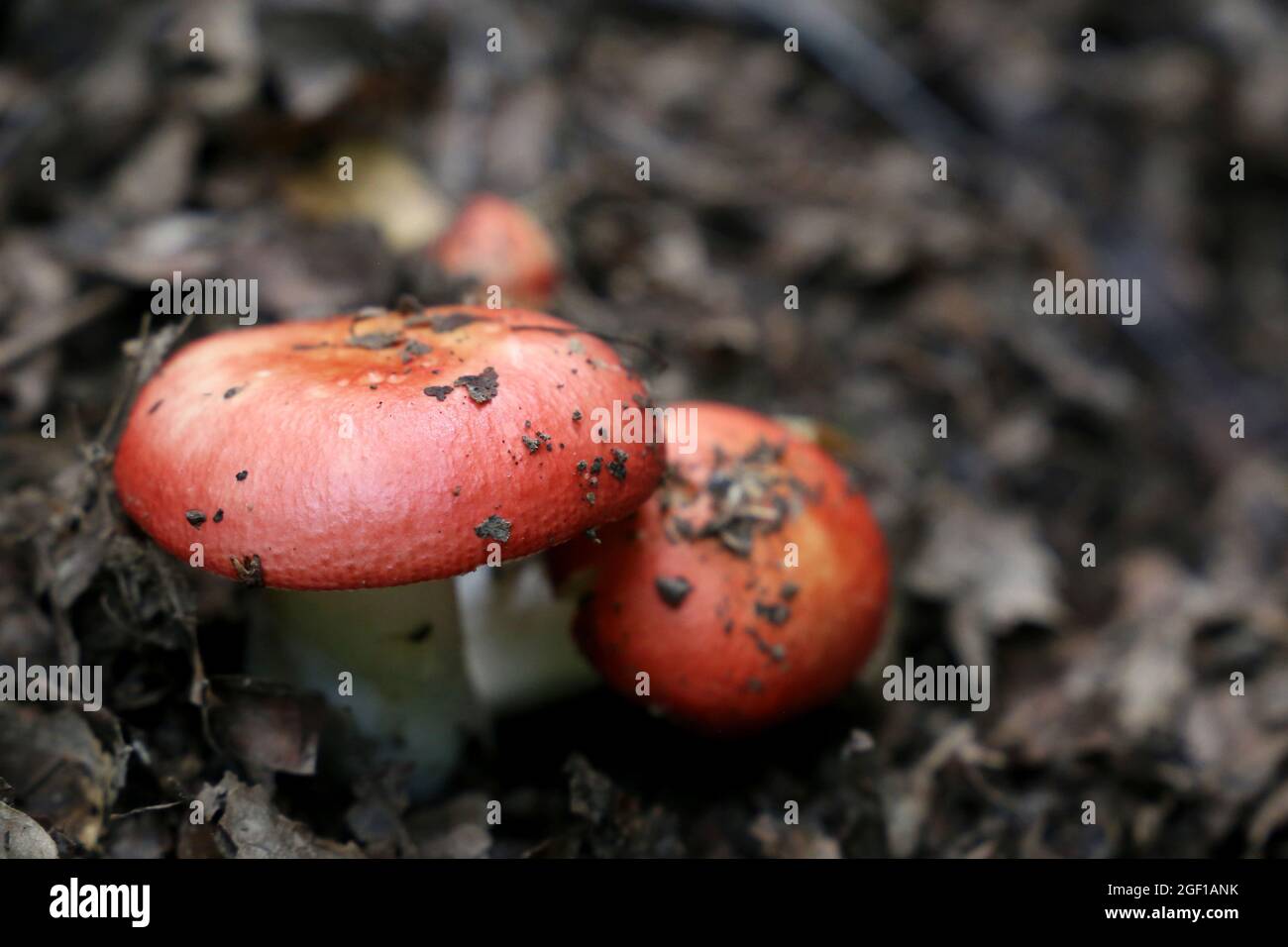 Täubling mit roter Mütze und weißem Bein im Wald in trockenen Blättern. Essbare Pilze wachsen aus dem Boden unter heruntergefallenen Blättern Stockfoto