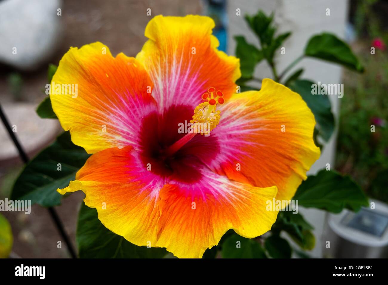 Schöne Hibiskusblüte rosa-Sinensis blüht in Kalifornien USA Stockfoto