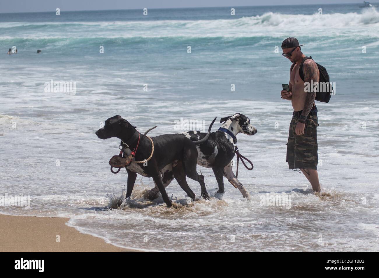 Mann, der mit seinen 2 Hunden „tolle dänen“ an einem Strand herumläuft Stockfoto