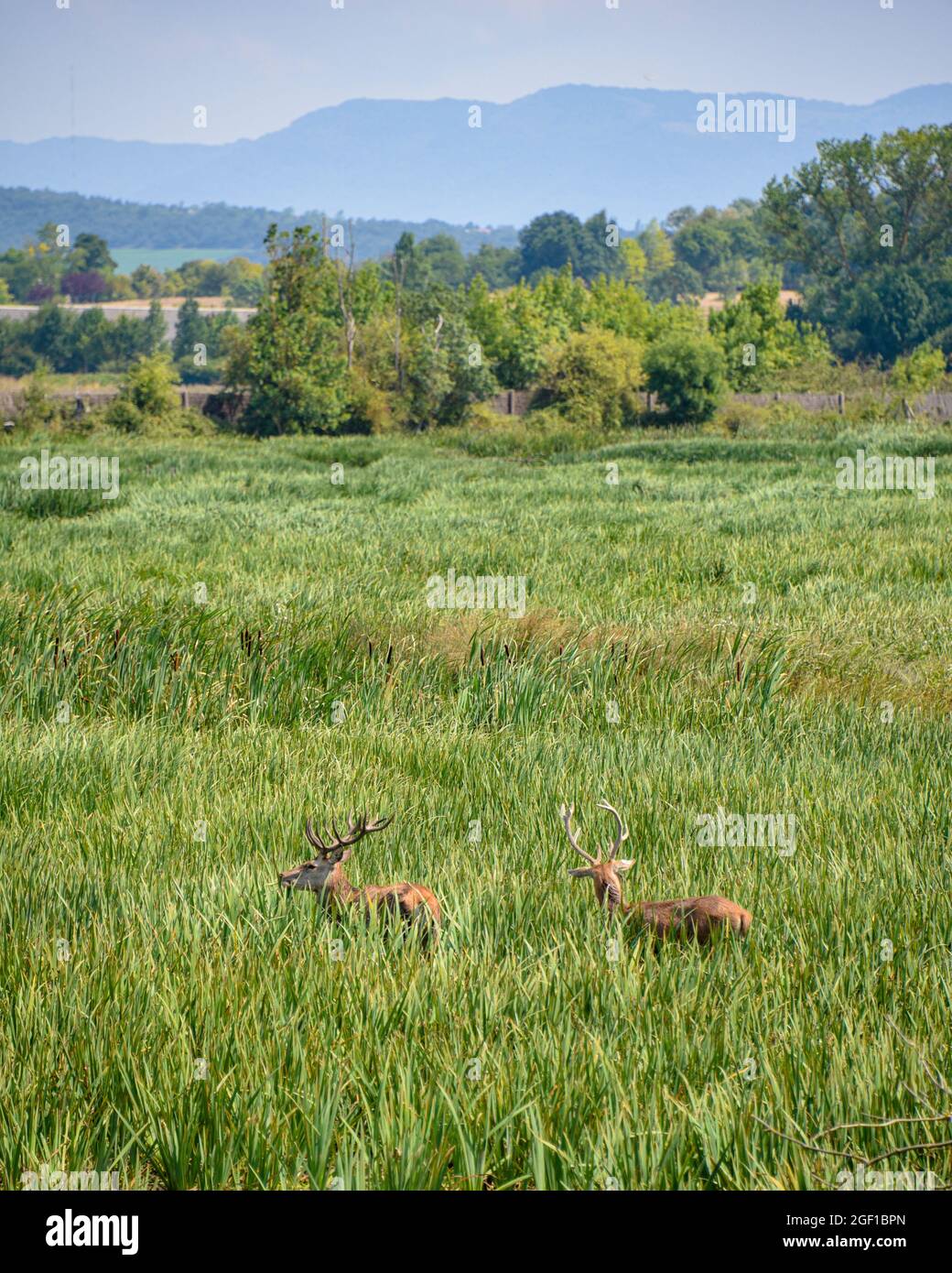 Vitoria-Gasteiz, Spanien - 21 Aug 2021: Rothirse im Naturschutzgebiet Salburua auf Grüngürtel in der Nähe von Vitoria Gasteiz, Baskenland, Spanien Stockfoto