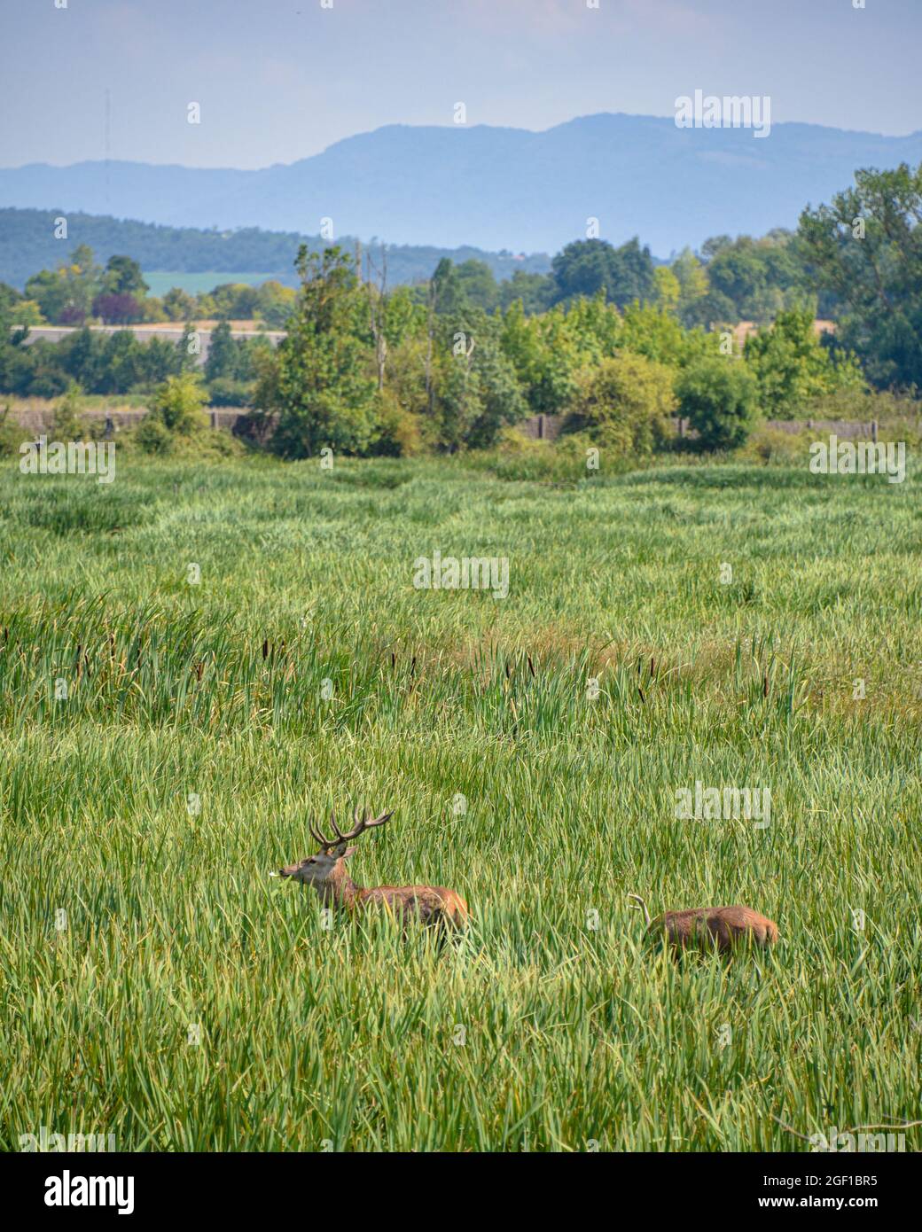 Vitoria-Gasteiz, Spanien - 21 Aug 2021: Rothirse im Naturschutzgebiet Salburua auf Grüngürtel in der Nähe von Vitoria Gasteiz, Baskenland, Spanien Stockfoto